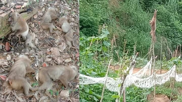 কক্সবাজারে বিষ দিয়ে অর্ধশতাধিক বানর হত্যা কক্সবাজারে বিষ দিয়ে অর্ধশতাধিক বানর হত্যা