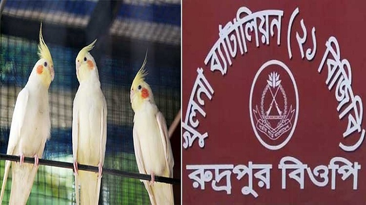 ভারতে পাচারের সময় যশোরের রুদ্রপুর সীমান্ত থেকে ৮টি কাকাতুয়া পাখি আটক করেছে বিজিবি ভারতে পাচারের সময় যশোরের রুদ্রপুর সীমান্ত থেকে ৮টি কাকাতুয়া পাখি আটক করেছে বিজিবি