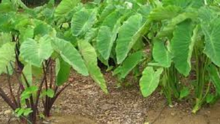 কচুর শাকের পুষ্টিগুণ কচুর শাকের পুষ্টিগুণ