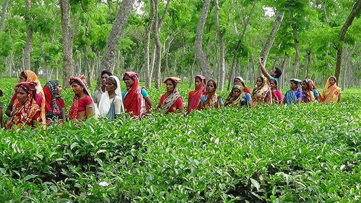 চা বাগানগুলোতে মজুরি বৃদ্ধির দাবিতে শ্রমিক ধর্মঘট অব্যাহত