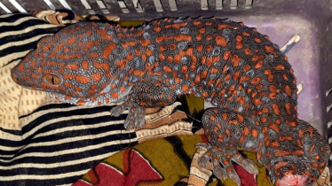 পলাশবাড়িতে বিরল প্রজাতির সাপ উদ্ধার, গ্রেফতার ৪ পলাশবাড়িতে বিরল প্রজাতির সাপ উদ্ধার, গ্রেফতার ৪