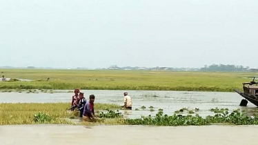 হবিগঞ্জে তলিয়ে যাচ্ছে ধান, দিশেহারা কৃষক হবিগঞ্জে তলিয়ে যাচ্ছে ধান, দিশেহারা কৃষক