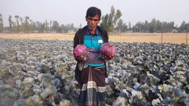 ১০ হাজার লালিমা বদলে দিয়েছে কৃষক বেলালের ভাগ্য