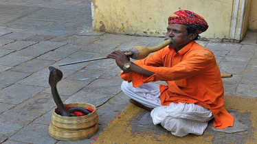 বিন বাজালে সাপ কাছে আসে কেন, রহস্য কী?