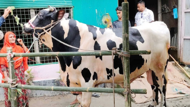 গরুর নাম ইউটিউবার, ওজন ৩০ মণ