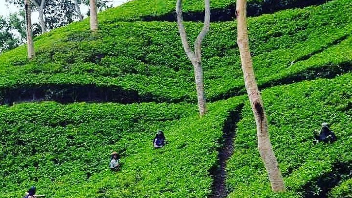 শ্রীমঙ্গলে টিলা ধসে ৪ নারী চা শ্রমিক নিহত