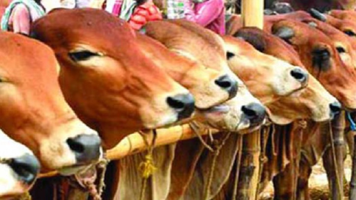 গরু জবাই করে দিবে ডিএনসিসি গরু জবাই করে দিবে ডিএনসিসি