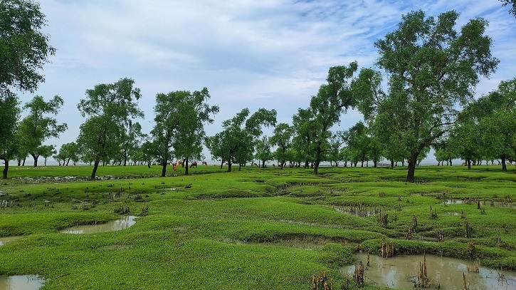 বালু নয়, সবুজে বেষ্টিত এক সৈকত