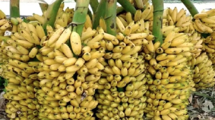 রাসায়নিক দিয়ে পাকানো কলা চিনবেন যেভাবে রাসায়নিক দিয়ে পাকানো কলা চিনবেন যেভাবে