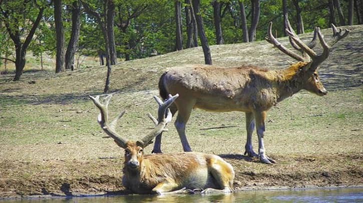 চীনের মিলু হরিণ সংরক্ষণ প্রচেষ্টা প্রশংসিত হলো আন্তর্জাতিক মহলে