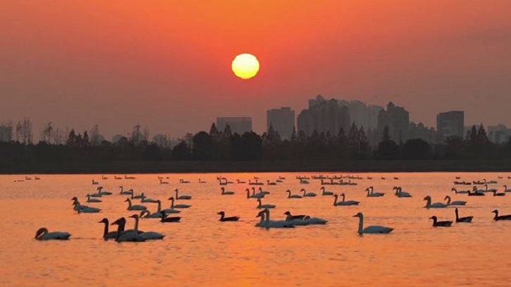 পরিবেশ রক্ষায় চীনের সফলতার কথা বলছে পরিযায়ী পাখিরা