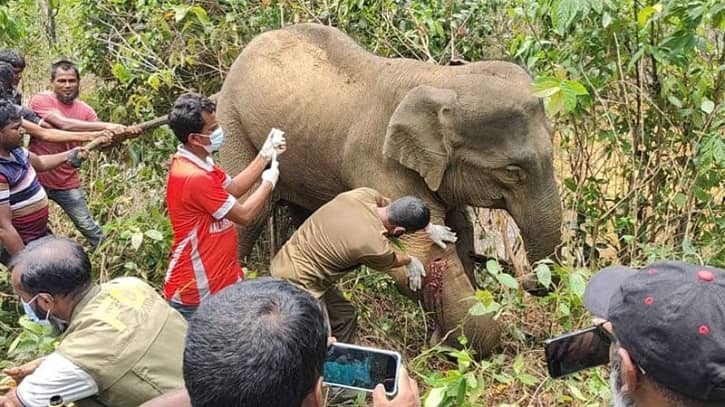 অসুস্থ অবস্থায় পাহাড়ে পড়েছিল বন্যহাতি, চিকিৎসায় এগিয়ে আসে বন বিভাগ অসুস্থ অবস্থায় পাহাড়ে পড়েছিল বন্যহাতি, চিকিৎসায় এগিয়ে আসে বন বিভাগ