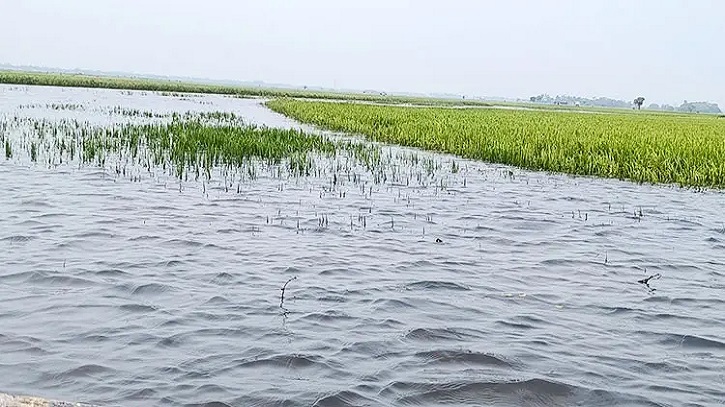 হাওর এখন যেন এক থইথই সমুদ্র, পানিতে ভাসছে কৃষকের স্বপ্ন