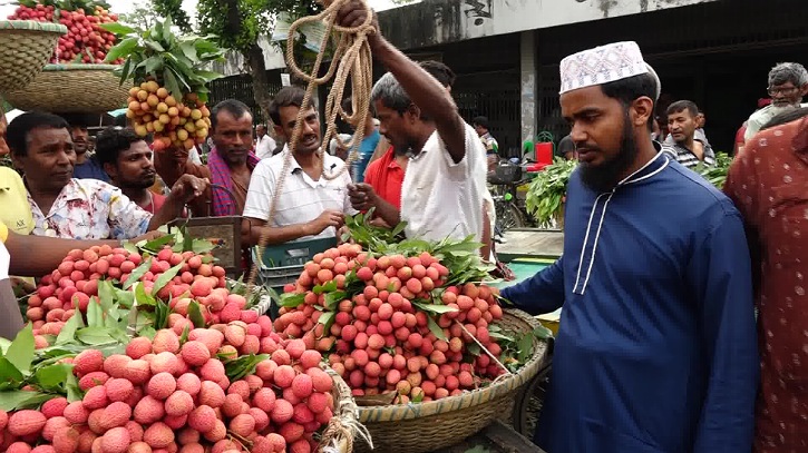 পাবনায় লিচুর ফলনে বিপর্যয়, দামে খুশি চাষীরা