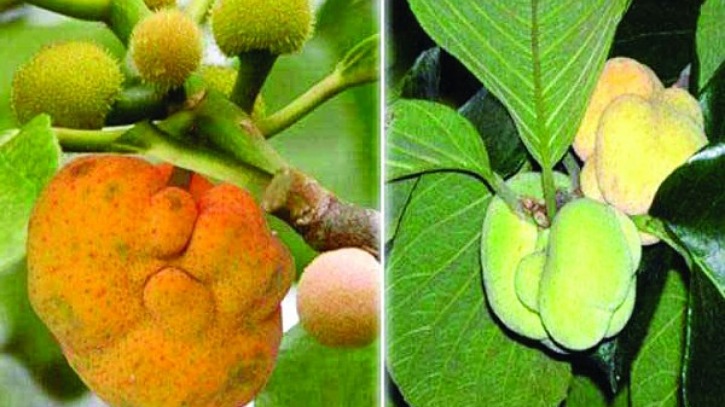 ডেউয়া ফলের উপকারিতা ডেউয়া ফলের উপকারিতা