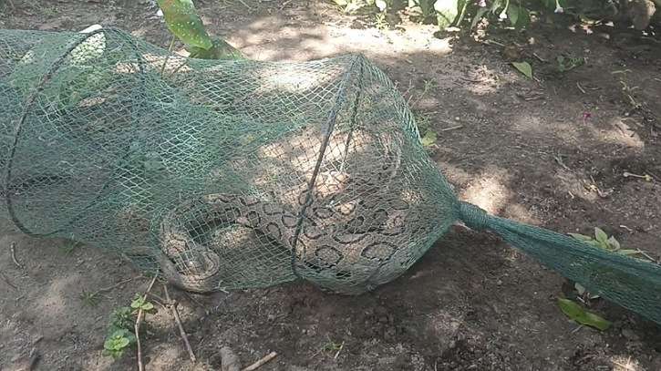 পাবনায় চায়না দুয়ারীতে আটকা পড়ল ভয়ঙ্কর রাসেল’স ভাইপার পাবনায় চায়না দুয়ারীতে আটকা পড়ল ভয়ঙ্কর রাসেল’স ভাইপার