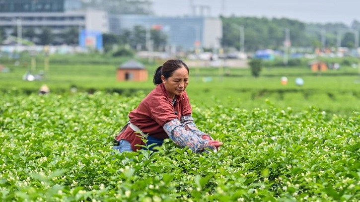 সময়মতো পূর্বাভাসেই বেঁচে যাচ্ছে চীনের জুঁই