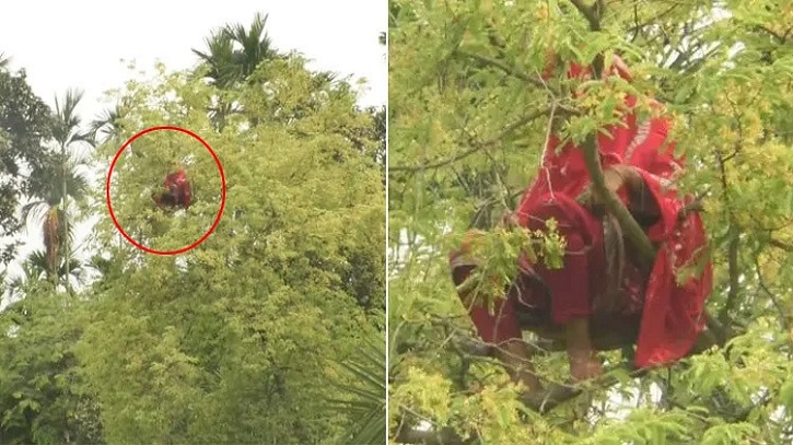 কুড়িগ্রামে আবারও তেঁতুলগাছের মগডালে এক নারী