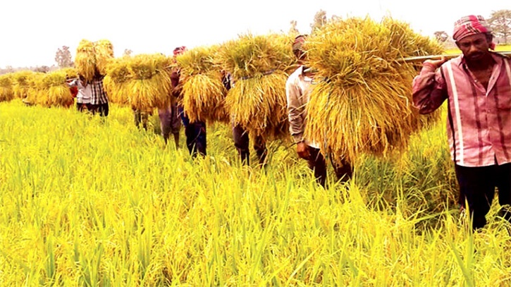 আগামী অর্থবছরে কৃষি খাতে বাড়ছে বরাদ্দ