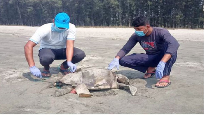 কক্সবাজার সমুদ্রসৈকতে এক দিনে ভেসে এল ২৪ মৃত কচ্ছপ কক্সবাজার সমুদ্রসৈকতে এক দিনে ভেসে এল ২৪ মৃত কচ্ছপ