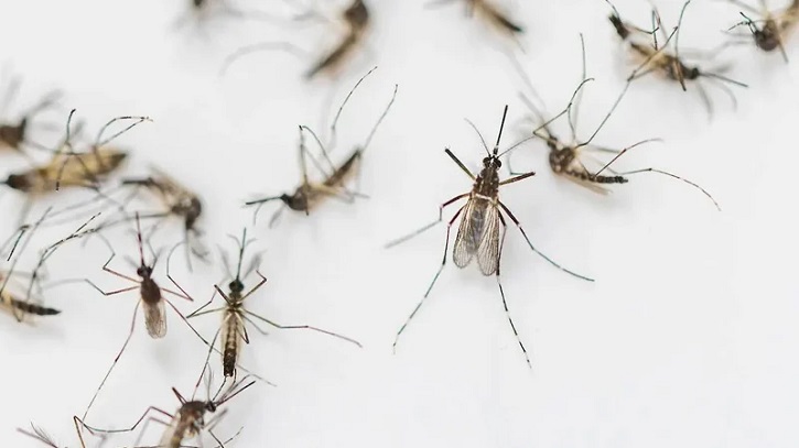 মশার উৎপাত কমাতে একসঙ্গে কাজ করবে সিটি কর্পোরেশন ও স্বাস্থ্য মন্ত্রণালয়