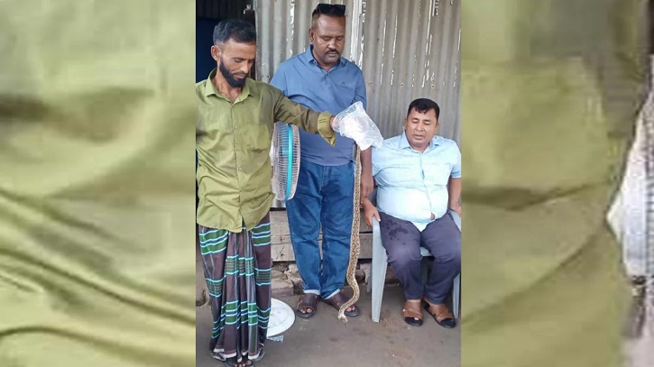 ফরিদপুরে রাসেলস ভাইপারের কামড়ে কৃষকের মৃত্যু ফরিদপুরে রাসেলস ভাইপারের কামড়ে কৃষকের মৃত্যু