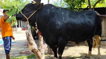 ক্রেতা মেলেনি ৩০ মণের ‘কালো পাহাড়’ গরুটির, চরম হতাশায় কৃষক টুটুল