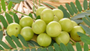 সুস্বাস্থ্যের জন্য আমলকী খাওয়ার সঠিক নিয়ম