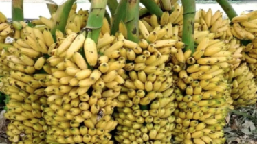 রাসায়নিক দিয়ে পাকানো কলা চিনবেন যেভাবে রাসায়নিক দিয়ে পাকানো কলা চিনবেন যেভাবে