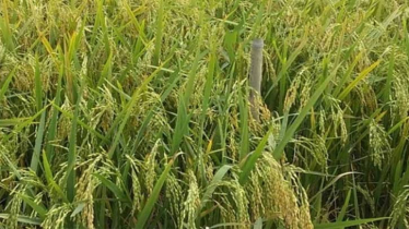 হাওরাঞ্চলের কৃষকদের জন্য আশার আলো ব্রি’র নতুন ধান ‘ব্রি ধান-১১৮’