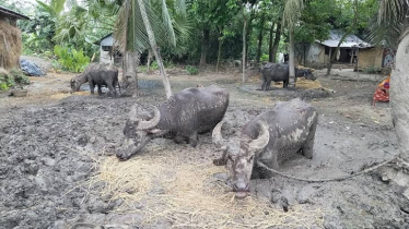কাদায় বেঁধে রাখা সেই চার মহিষ উদ্ধার করল উপজেলা প্রশাসন কাদায় বেঁধে রাখা সেই চার মহিষ উদ্ধার করল উপজেলা প্রশাসন