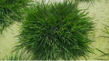 ধানের আয়ু বাড়ানোর পথ খুঁজে পেলেন চীনা বিজ্ঞানীরা