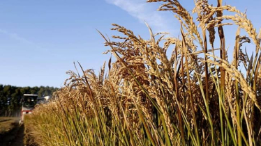 তাপ সহনশীল ধান উদ্ভাবনে চীনা গবেষকদের অগ্রগতি তাপ সহনশীল ধান উদ্ভাবনে চীনা গবেষকদের অগ্রগতি