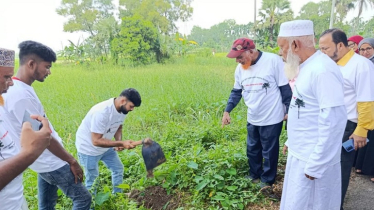 কুমিল্লায় এক দিনে লাগানো হলো ২০ হাজার তালের বীজ