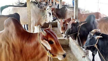 গরু-মহিষ ও উটের মাংস আমদানি নিয়ে নতুন সিদ্ধান্ত