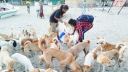 যে কারণে সেন্টমার্টিনে বন্ধ্যা করা হচ্ছে ৩ হাজার কুকুর