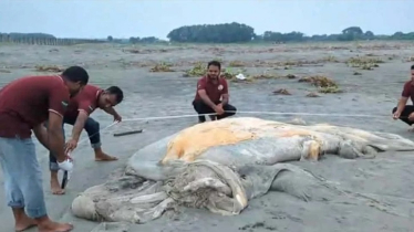 কুয়াকাটা সৈকতে আবারও ভেসে এলো মৃত তিমি