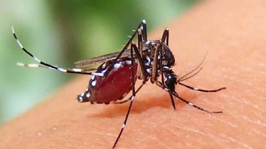 ডেঙ্গুতে ৫ জনের মৃত্যু, হাসপাতালে ভর্তি ১১৩৯ রোগী