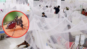 ডেঙ্গুতে আরো ২ জনের মৃত্যু, হাসপাতালে ১৯৪