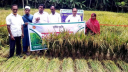 বাগেরহাটে চাষ হচ্ছে ব্রি-১০৫ জাতের ‘ডায়াবেটিক ধান’