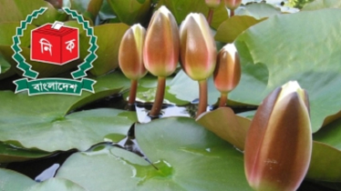 শাপলা নয় ইসির প্রতীক তালিকায় যুক্ত হলো ‘শাপলা কলি’