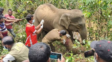 অসুস্থ অবস্থায় পাহাড়ে পড়েছিল বন্যহাতি, চিকিৎসায় এগিয়ে আসে বন বিভাগ