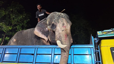 প্রধানমন্ত্রীর নির্দেশে জাতীয় চিড়িয়াখানায় যাচ্ছে হাতি ‘বাদশা বাহাদুর’