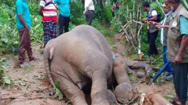 শেরপুরে বন্য হাতির মরদেহ উদ্ধার, বিদ্যুতে তারে জড়িয়ে মৃত্যু বলে ধারণা