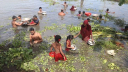 দুর্ঘটনার শিকার হয়ে মাছভর্তি পিকআপ পানিতে,উৎসব করে মাছ ধরল এলাকাবাসী