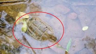  বসতবাড়ির পাশ থেকে পরিত্যক্ত গ্রেনেড উদ্ধার