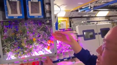 মহাকাশে টমেটো চাষ: উচ্ছ্বসিত চীনা নভোচারীরা মহাকাশে টমেটো চাষ: উচ্ছ্বসিত চীনা নভোচারীরা