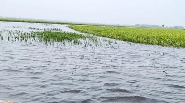 হাওর এখন যেন এক থইথই সমুদ্র, পানিতে ভাসছে কৃষকের স্বপ্ন