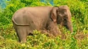 আহত হাতির আক্রমণে দুই চিকিৎসকসহ আহত ৩