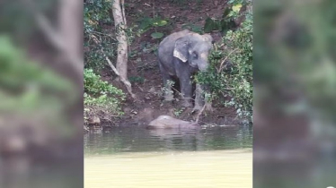 হ্রদে ডুবে ‘বিরল গোলাপী’ হাতি শাবকের মৃত্যু, মানছে না মা